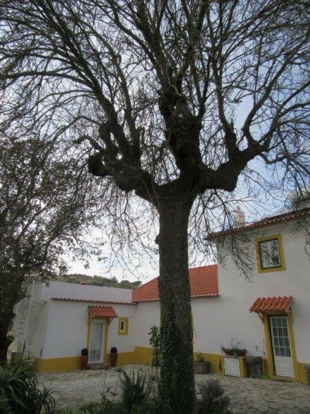 Quintal Do Freixo - Country House โซบรัล ดิ มงต์อากราโซ ภายนอก รูปภาพ